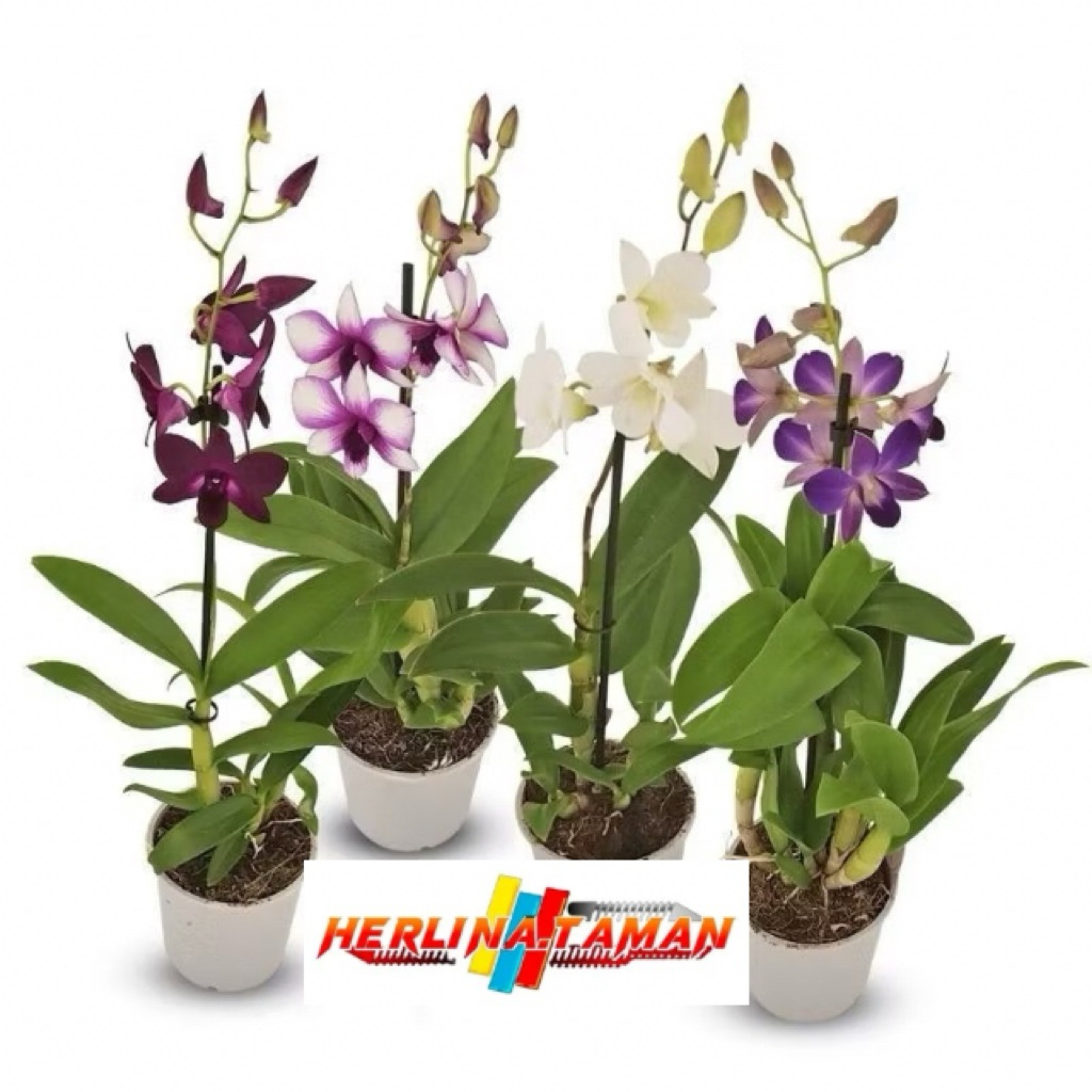 PROMO Anggrek Dendrobium / Tanaman Hidup Anggrek Dendrobium Bunga Hidup Anggrek Dendrobium / Anggrek