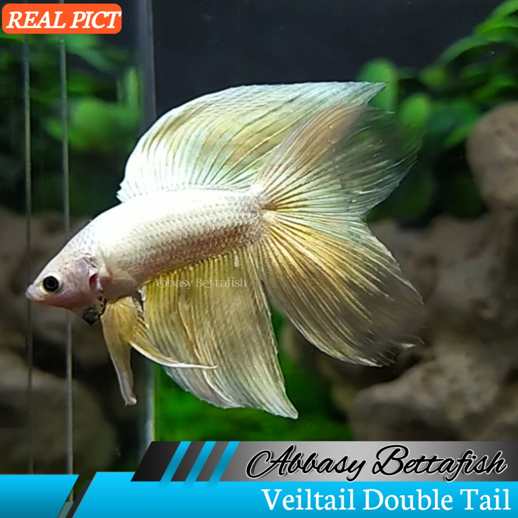 Junior Veiltail Double Tail Gold Male Real Picture