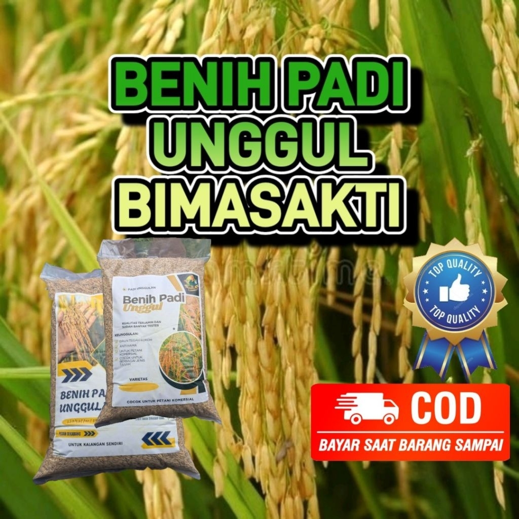 Bibit Padi BIMA SAKTI JUMBO Kualitas Super Unggul Kemasan 5kg
