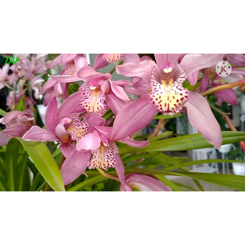 Anggrek Tanah Mikivieta Bunga Anggrek Cymbidium
