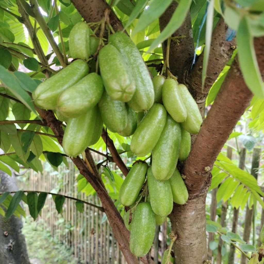 BELIMBING WULUH 1kg