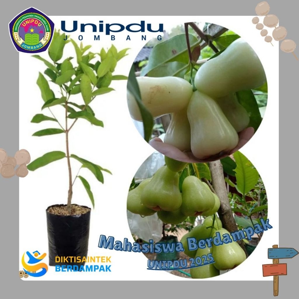 Bibit Jambu Air Green Giant Okulasi dan Cangkok Jambu Air