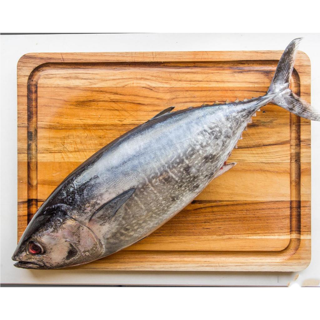 Ikan Tongkol 1Kg Ikan Tongkol Segar Ikan tongkol Abu Abu Seafood Ikan Laut Ikan Segar 1Kg