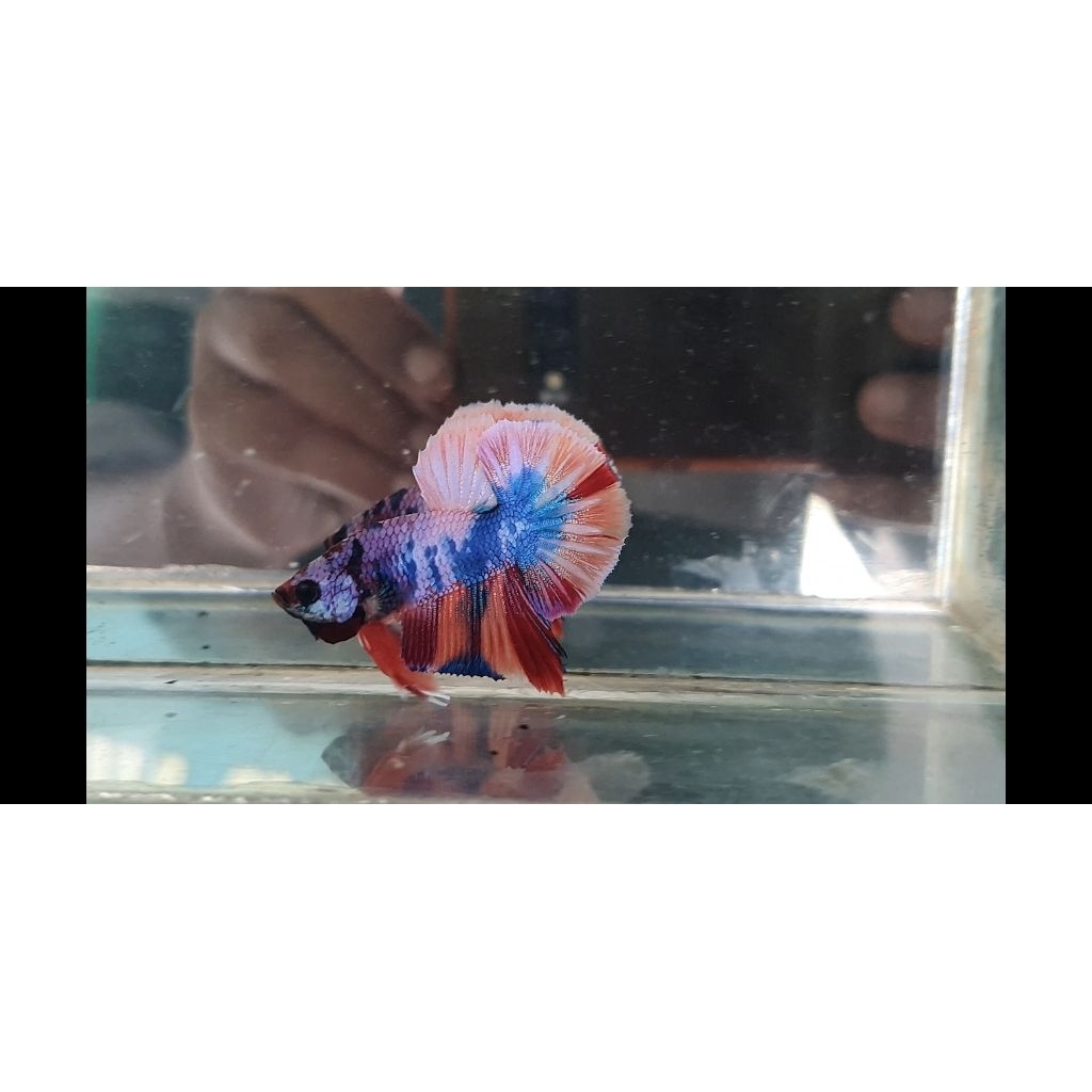 cupang HMPK nemo Candy gold realpict