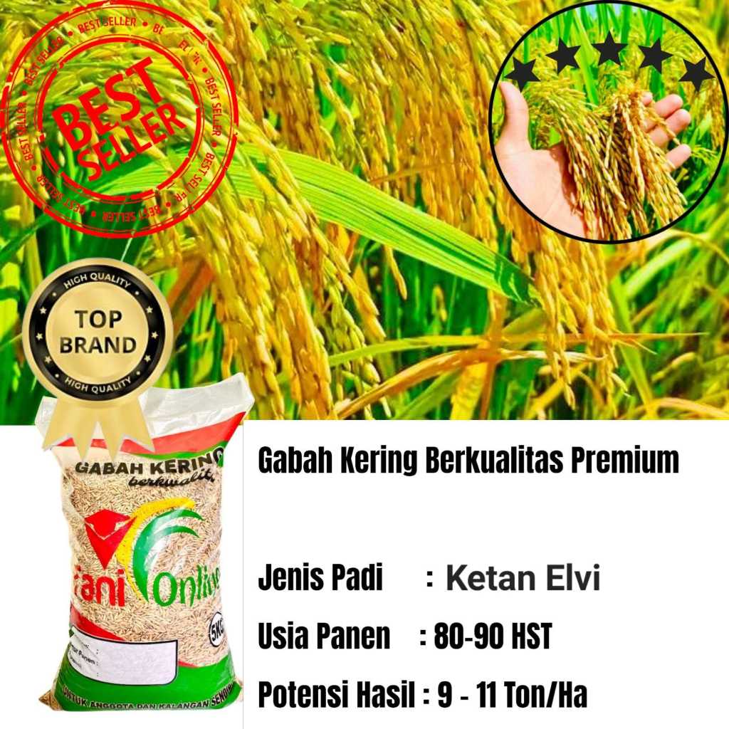 Benih padi Jenis Ketan Putih Elvi Kemasan 5Kg Kualitas Premium