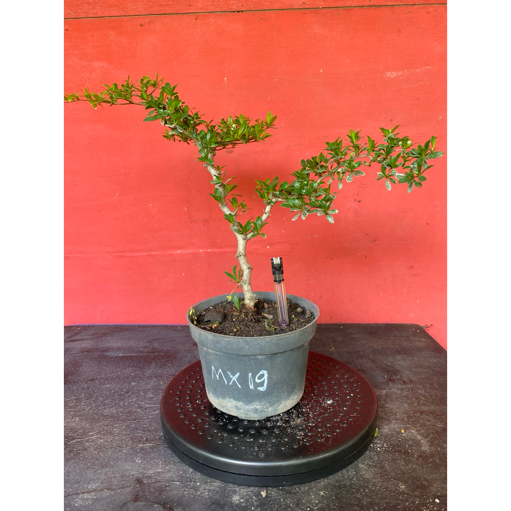 BahanBonsaiBlackOlive