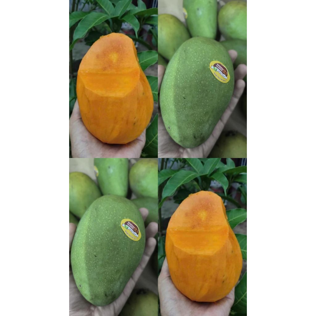 Mangga Alpukat Klonal 21 Asli Bangil Pasuruan Jawa Timur