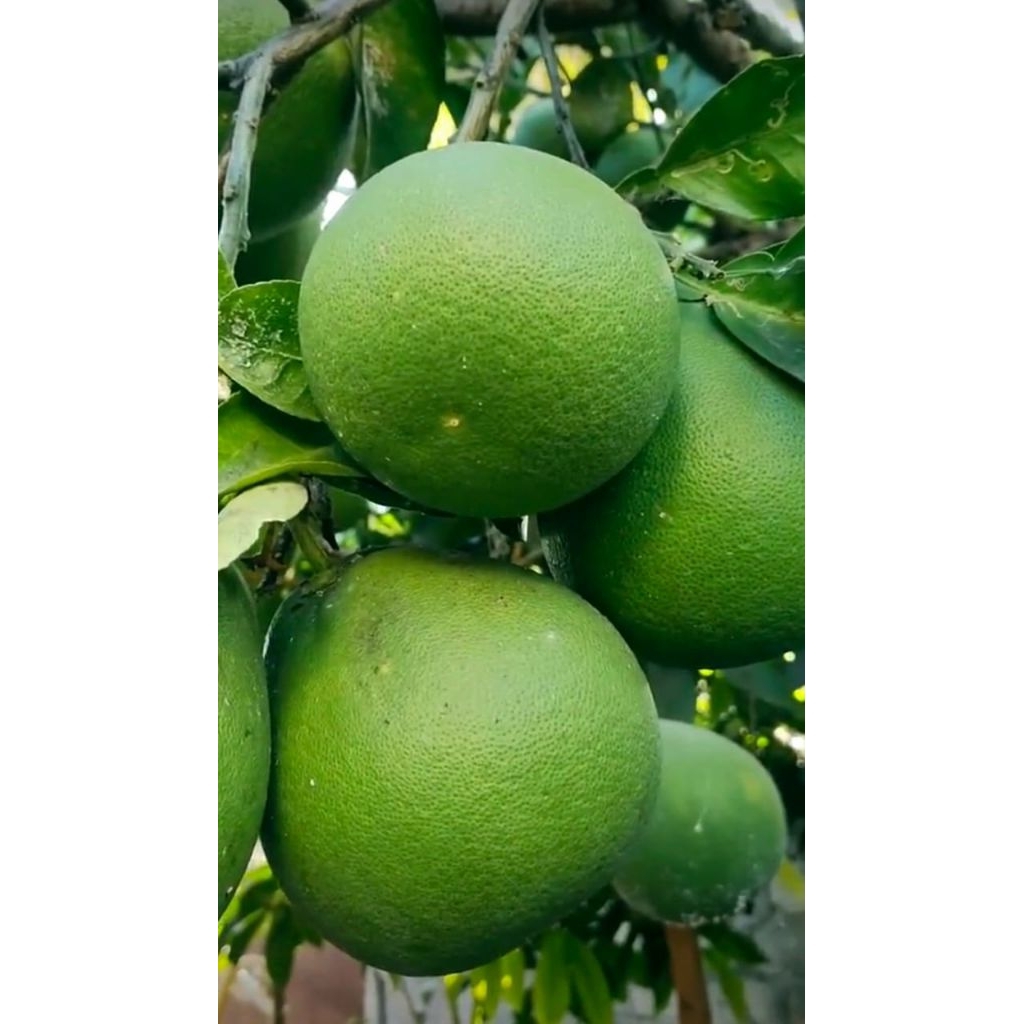 jeruk bali mini 1 kg buah segar