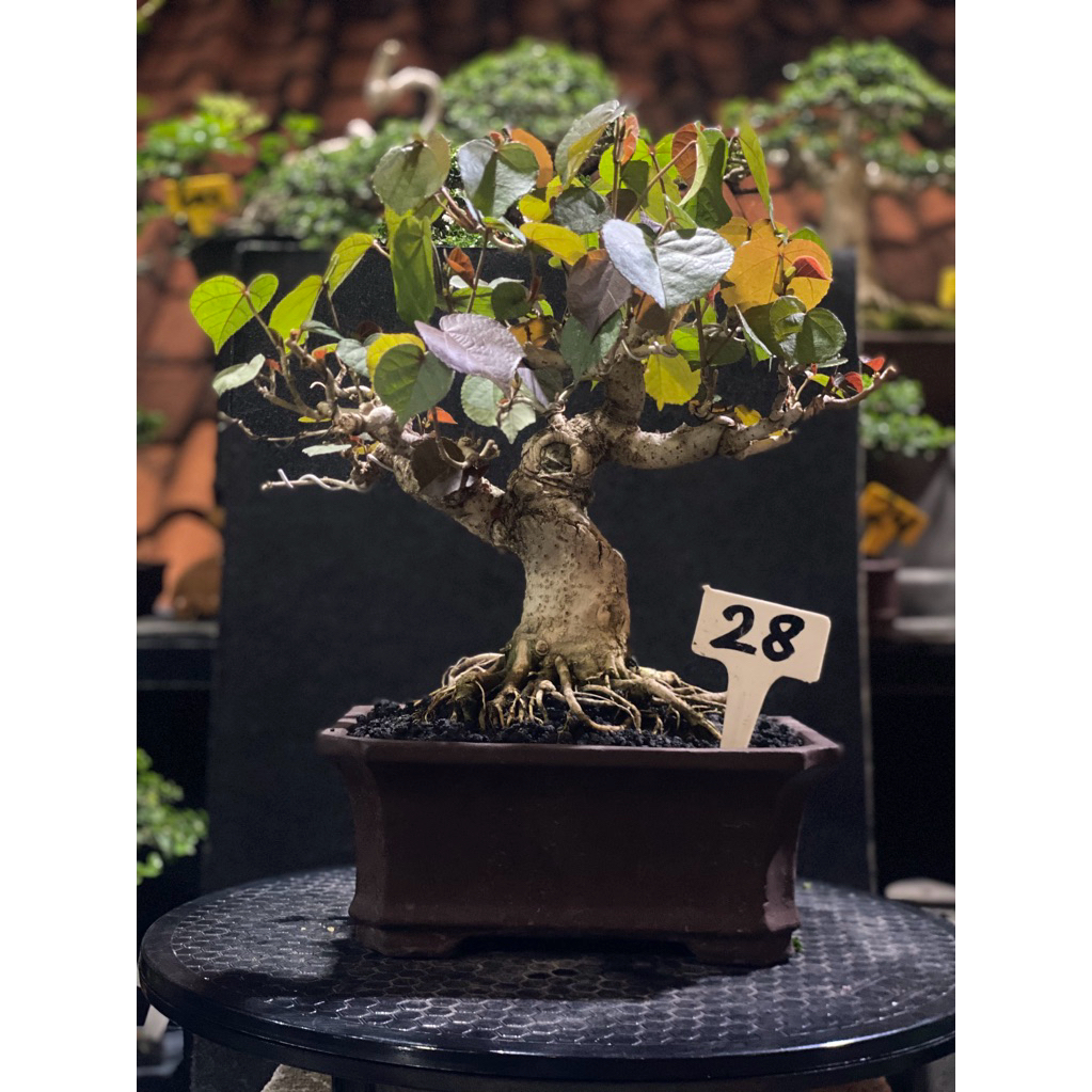 Bonsai Waru Merah