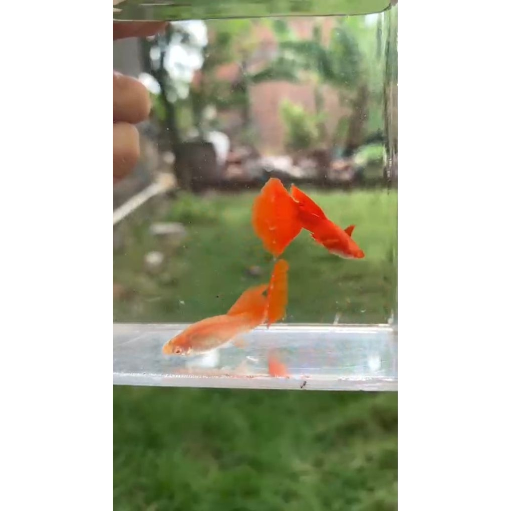 Hiasan Aquarium guppy AFR red ear