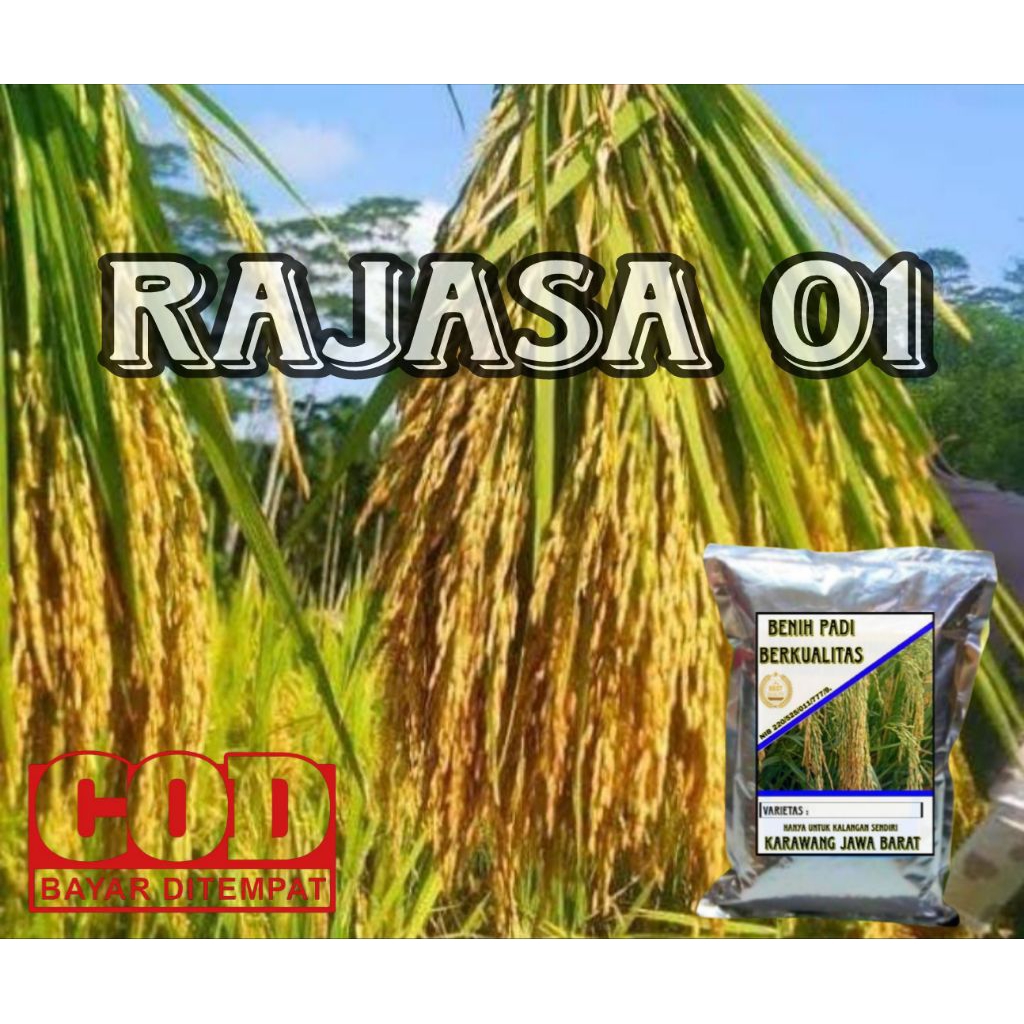 (1KG) BENIH PADI RAJASA 01