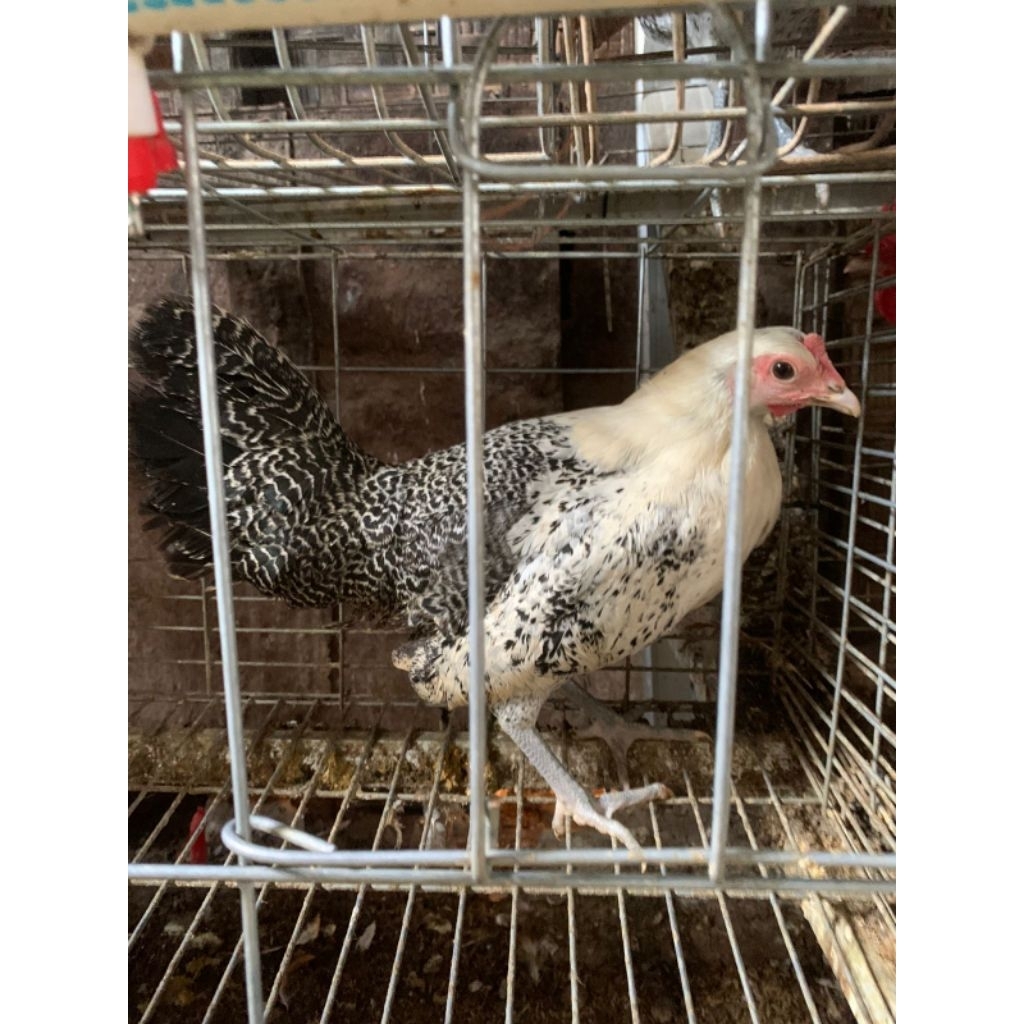 Betina Ayam petelur Arab 4,5 Bulan