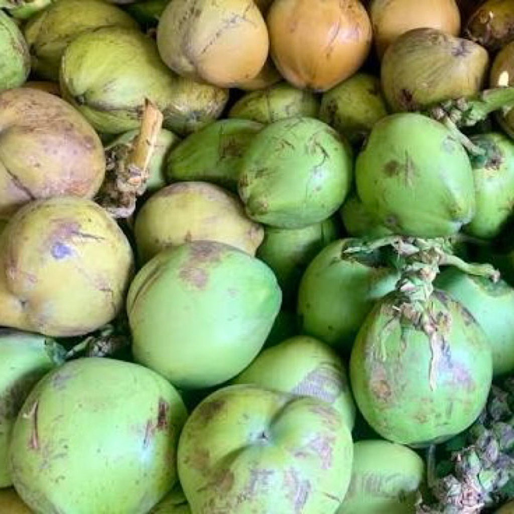 Kelapa muda 1 butir fresh Bandung