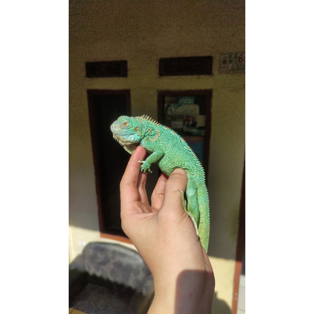 Blue Iguana Jantan Baby Up ( Bukan Baby )