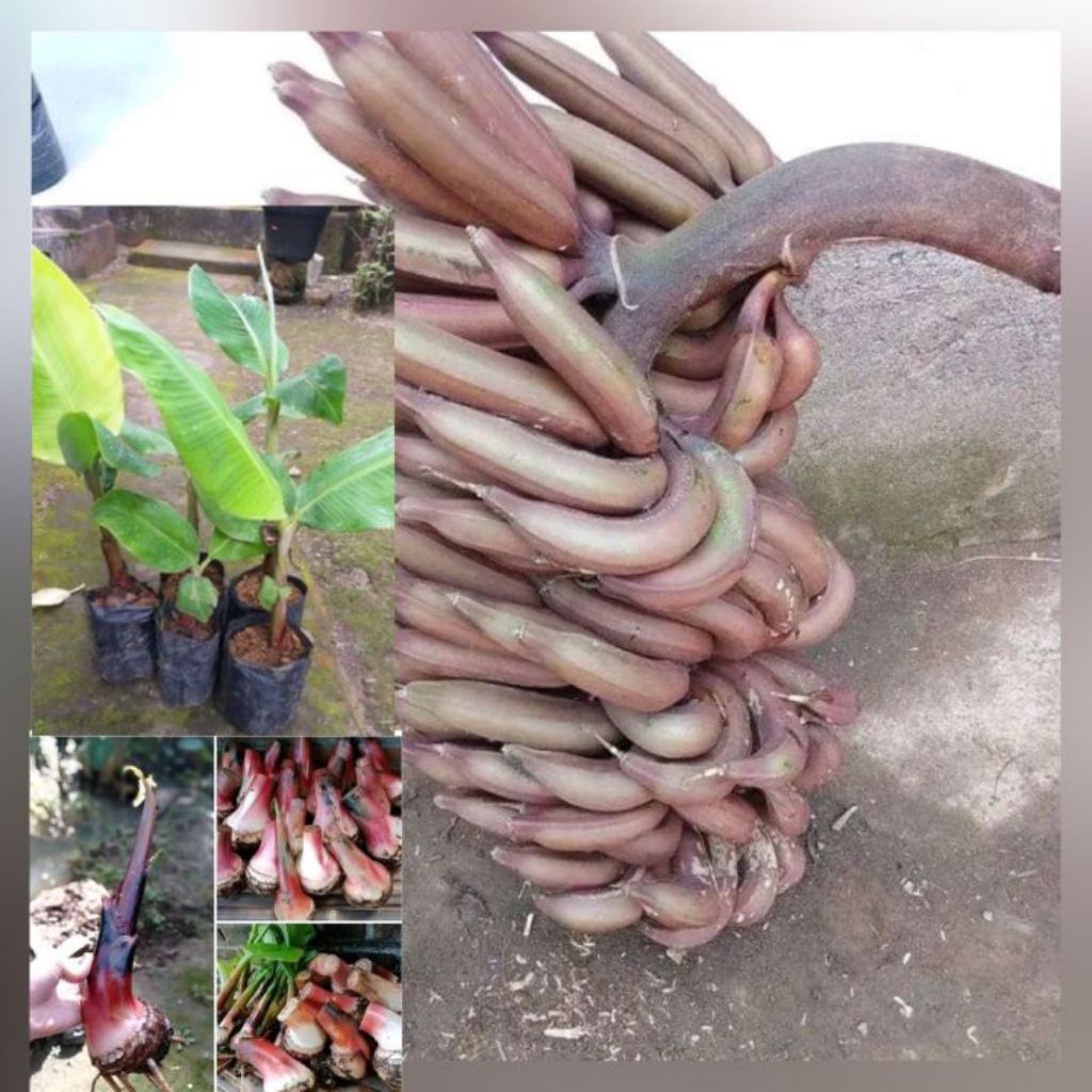 SUPER MURAH(PAKETAN ISI 5) BIBIT ANAKAN PISANG RAJA NANGKA MERAH BERKUALITAS SUPER UNGGUL