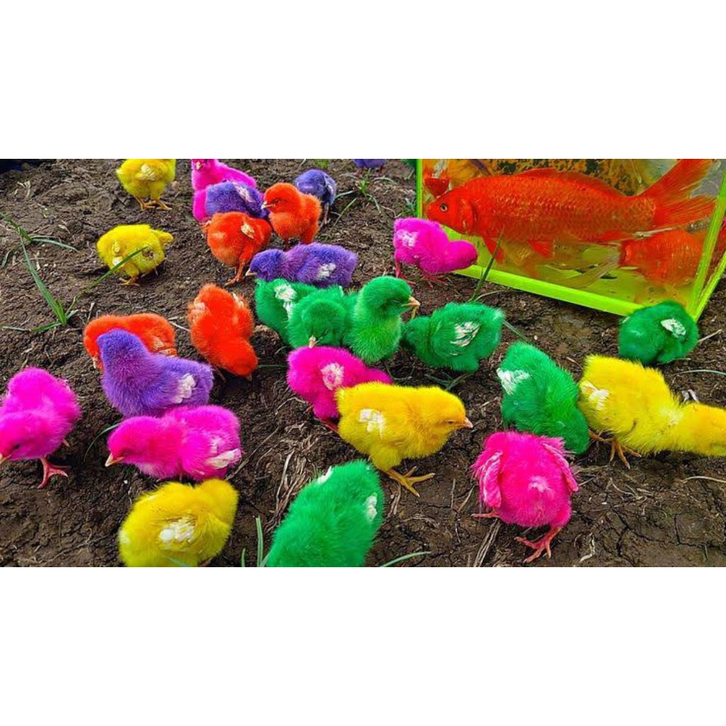 DOC Ayam warna warni pelangi teletubbies