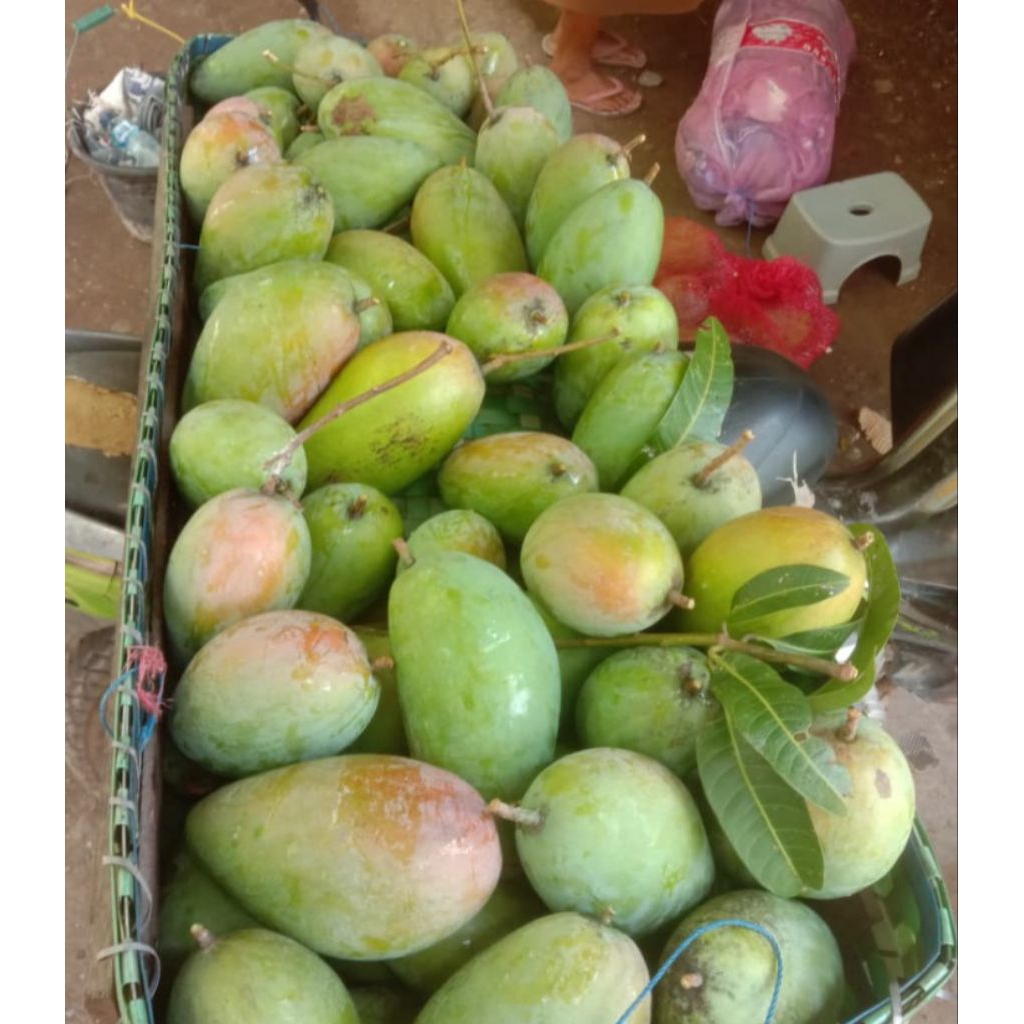 Mangga Thailand / Mangga Kiojay
