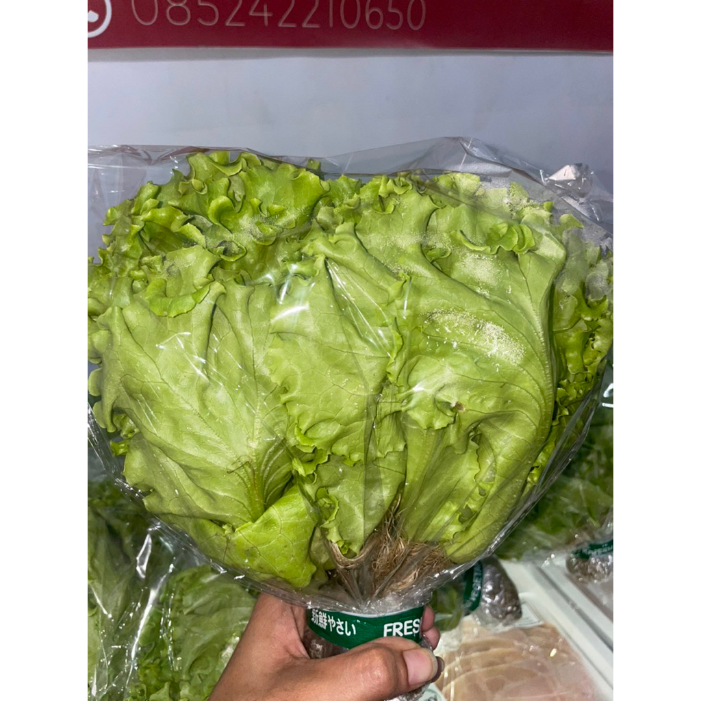 Sayur Selada Hidroponik Segar Fresh