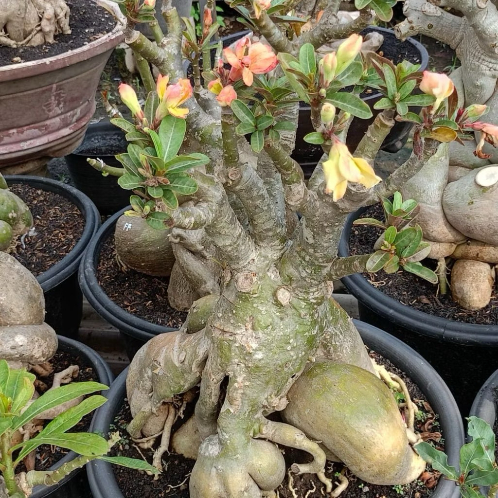 Adenium Bonsai Cabang Seribu Siap Berbunga Ukuran Besar