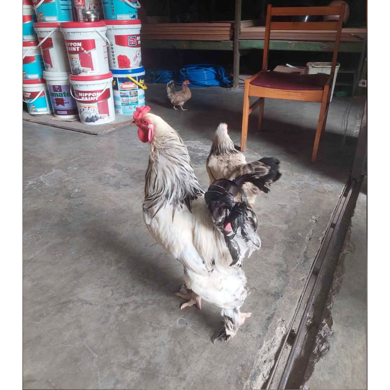 Ayam brahma sepasang Colombian Light