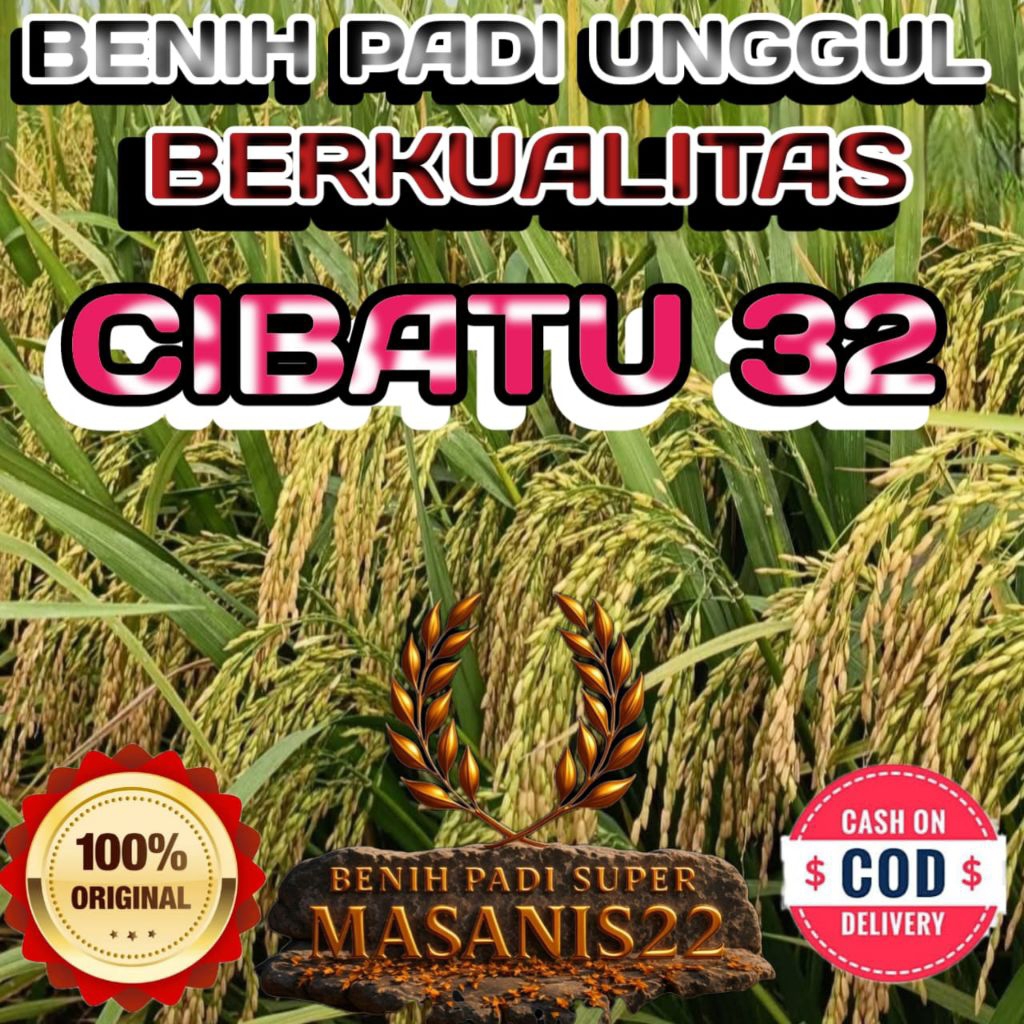 BENIH PADI CIBATU 32 BERKUALITAS ORIGINAL KEMASAN 1KG