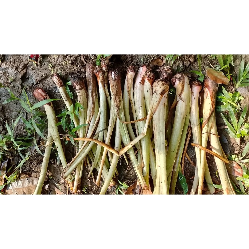 bibit talas jumbo harga satuan