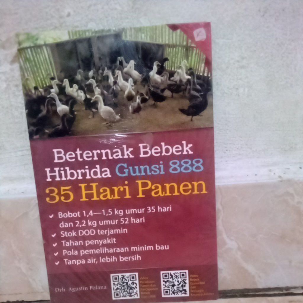 BETERNAK BEBEK HIBRIDA GUNSI 888 35 HARI PANEN