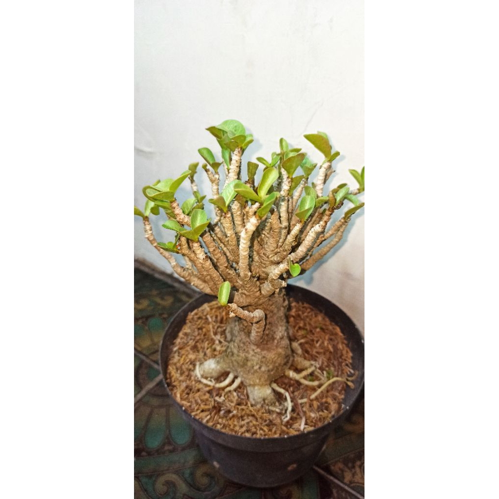 Bonsai Adenium Arabicum Godji Bonus Biji Adenium
