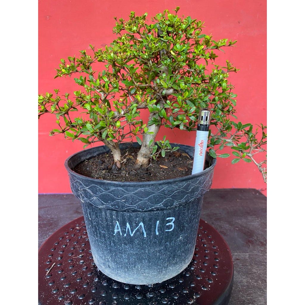 Bahan Bonsai Black Olive