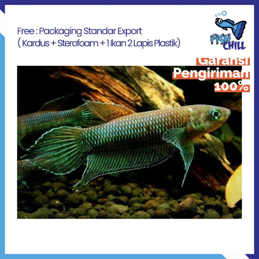 Hiasan Aquarium • WILD BETTA SIMORUM JUMBO • Aquascape Soliter Mini Lampu LED Batu Pasir Malang Akse