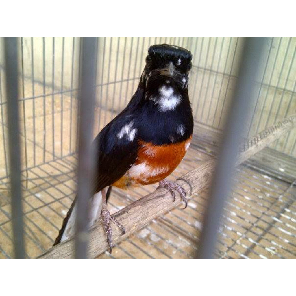 telur burung murai blorok fertil original
