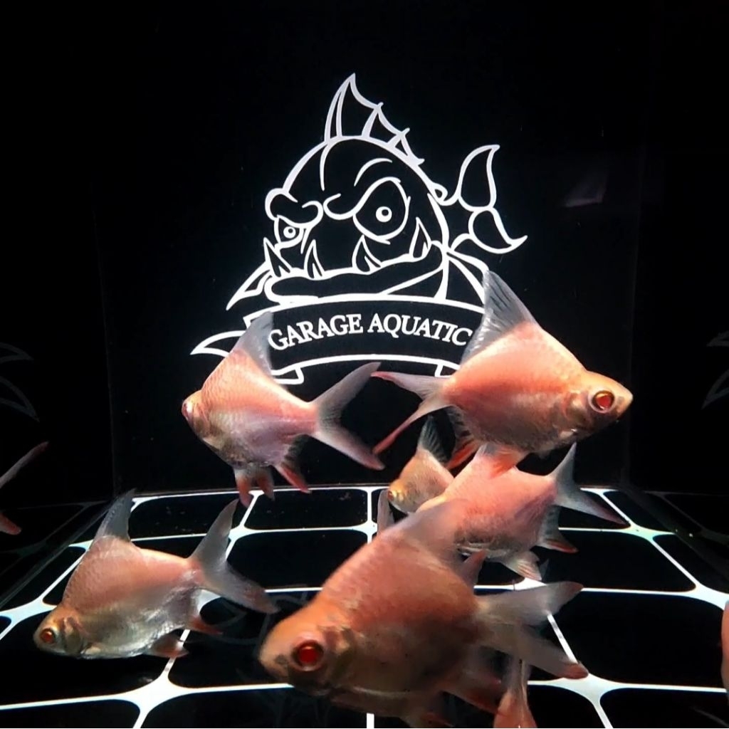 (INSTANT) KAPIAT ALBINO SB KING TINFOIL BARB TANK MATE PREDATOR IKAN HIAS PEMBERSIH AKUARIUM KOLAM