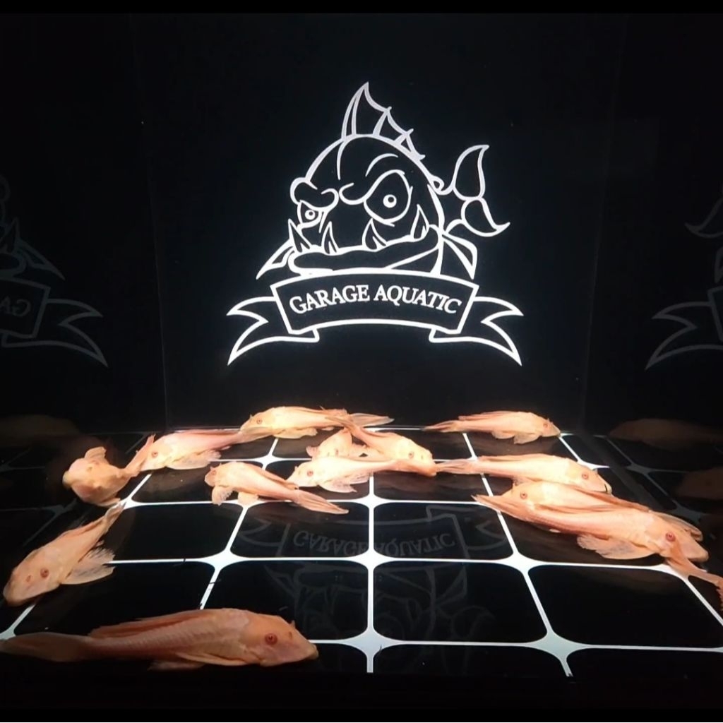 (INSTANT) GIBBICEPS ALBINO GIBICEP PLECO L083 IKAN HIAS TANK MATE PEMBERSIH AQUARIUM KOLAM