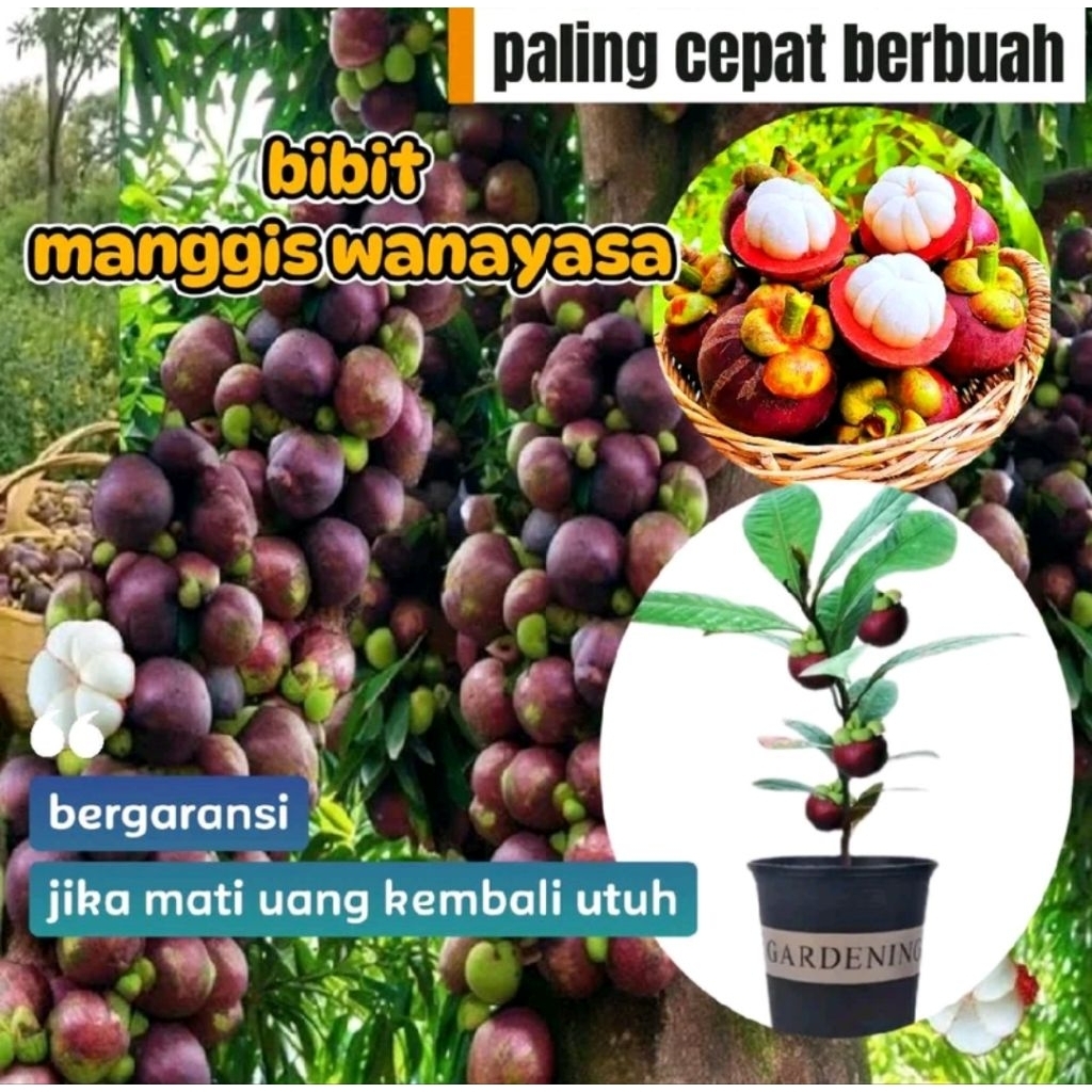 bibit manggis wanayasa asli sedling cepat berbuah