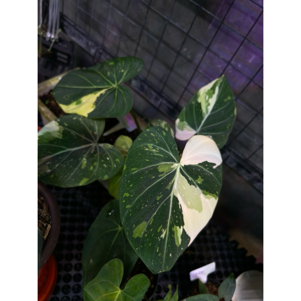 Philodendron Gloriosum varigata 3color (sedang)