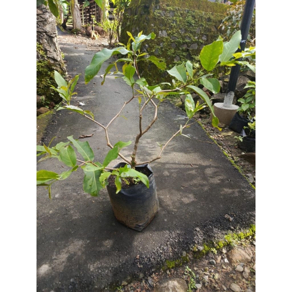 Bibit Jambu Air Dalhari siap buah