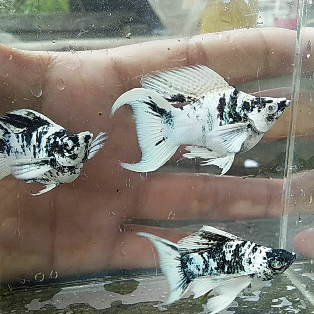 molly zebra balon lyretail