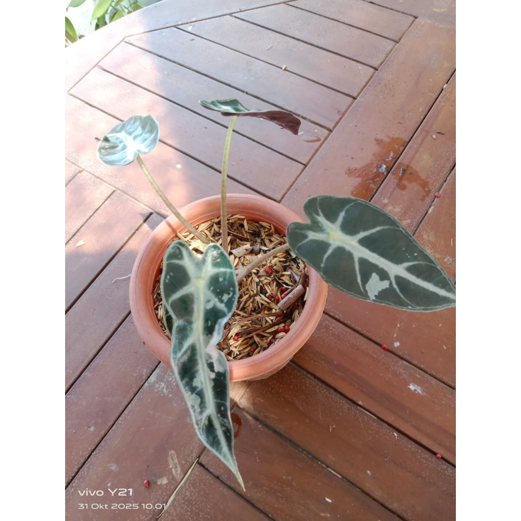 alocasia bambino varigata pink