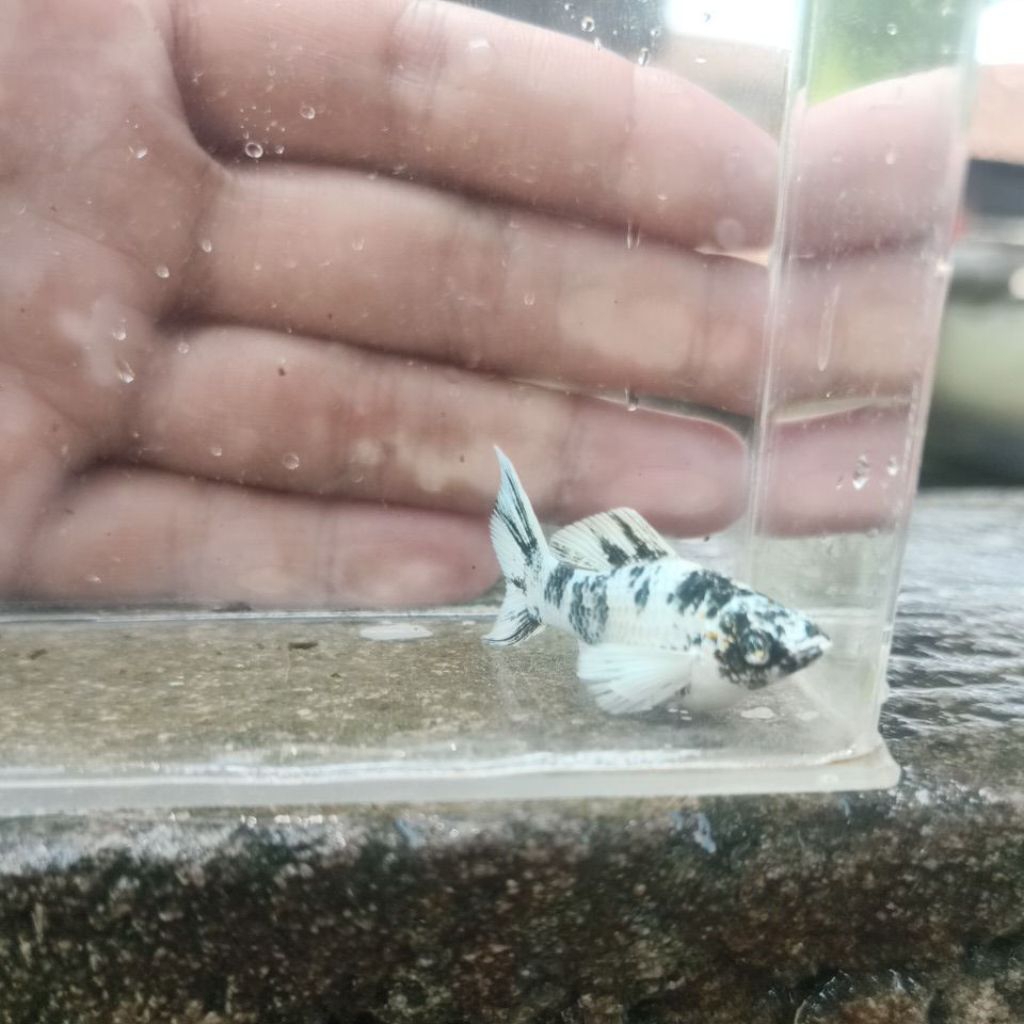 molly zebra longbody lyretail