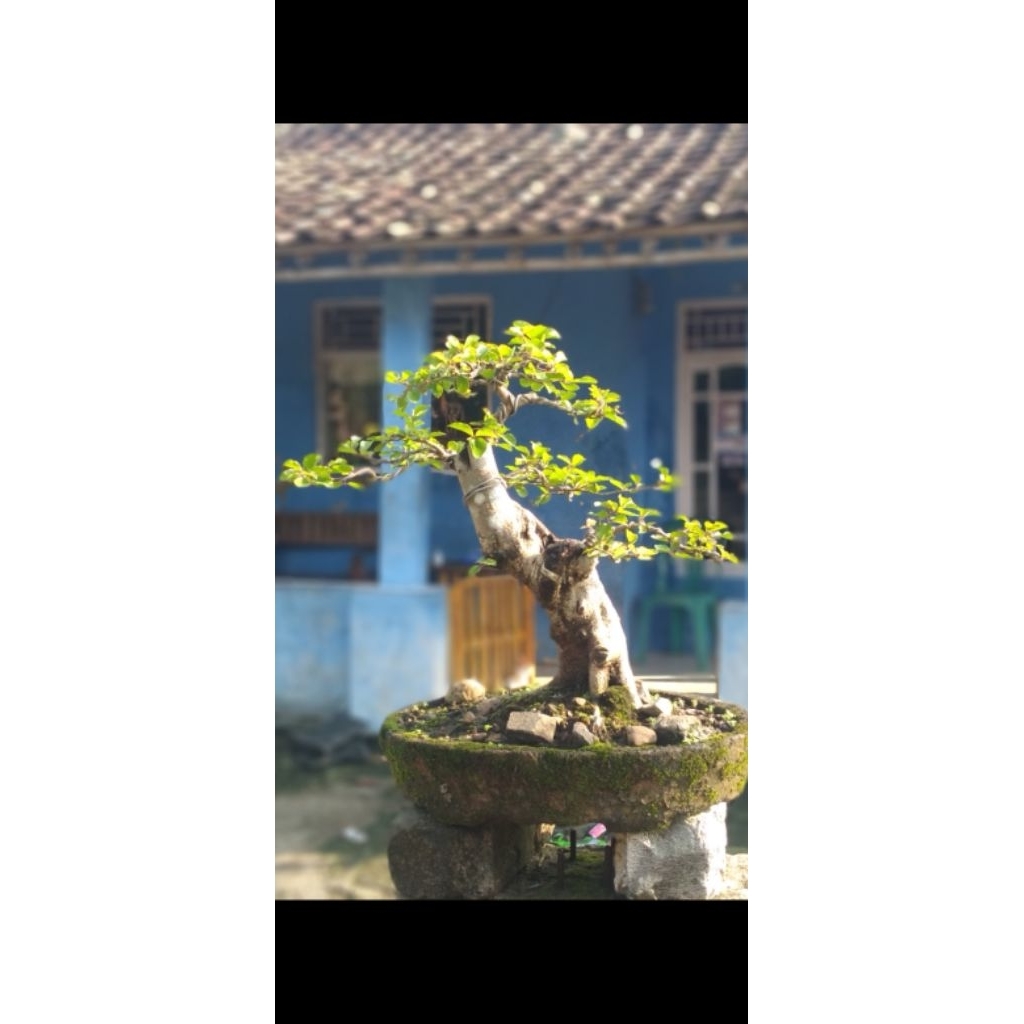 Bonsai rukem pucuk merah