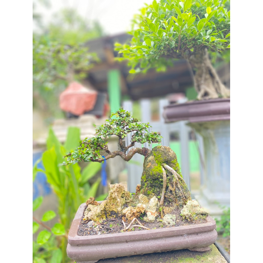 Bonsai siap Pajang Ulmus diatas Karang