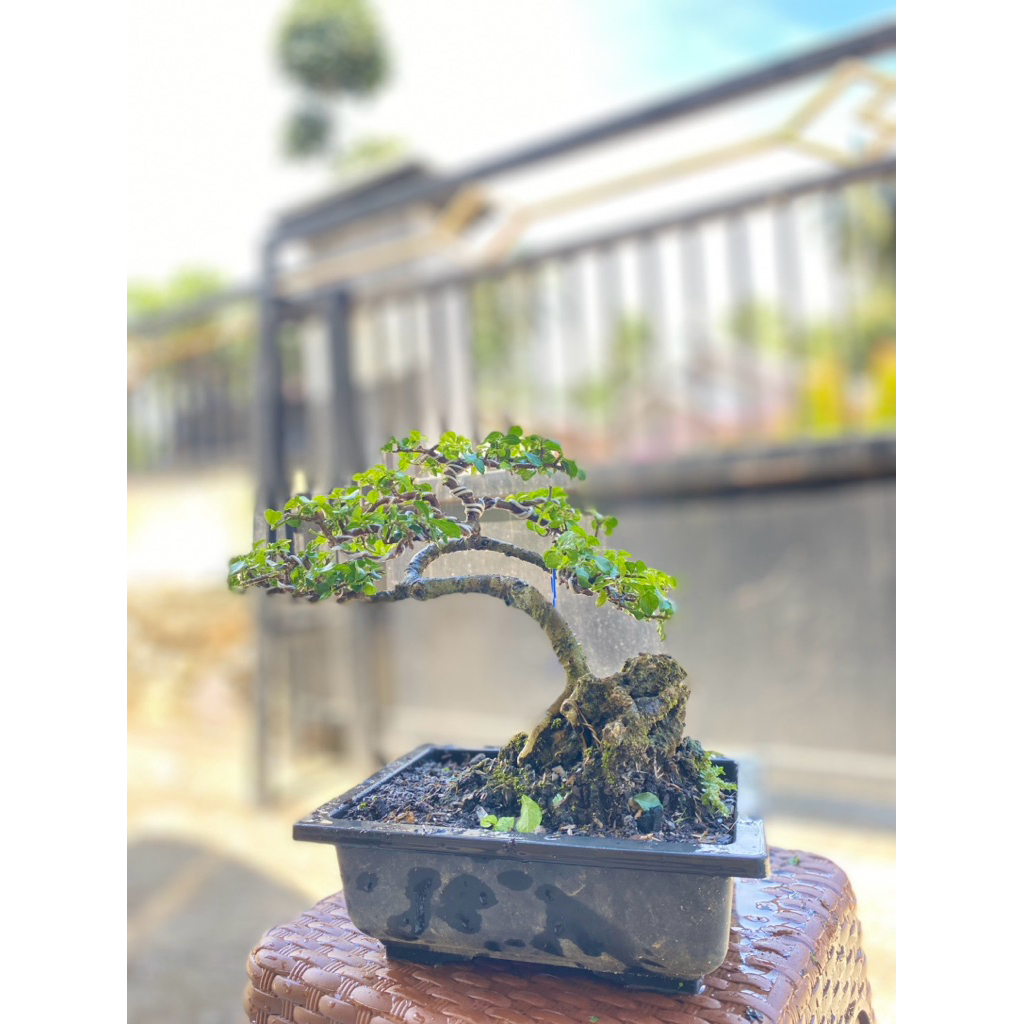 Bonsai Serut Siap Pajang
