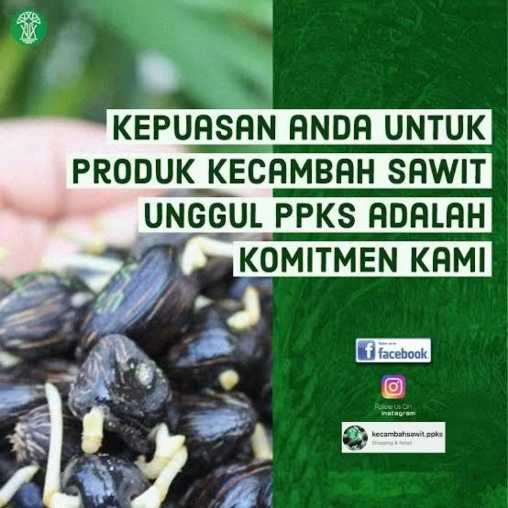 MACAM 2 BENIH PPKS UNGGUL SIMALUNGUN ORIGINAL