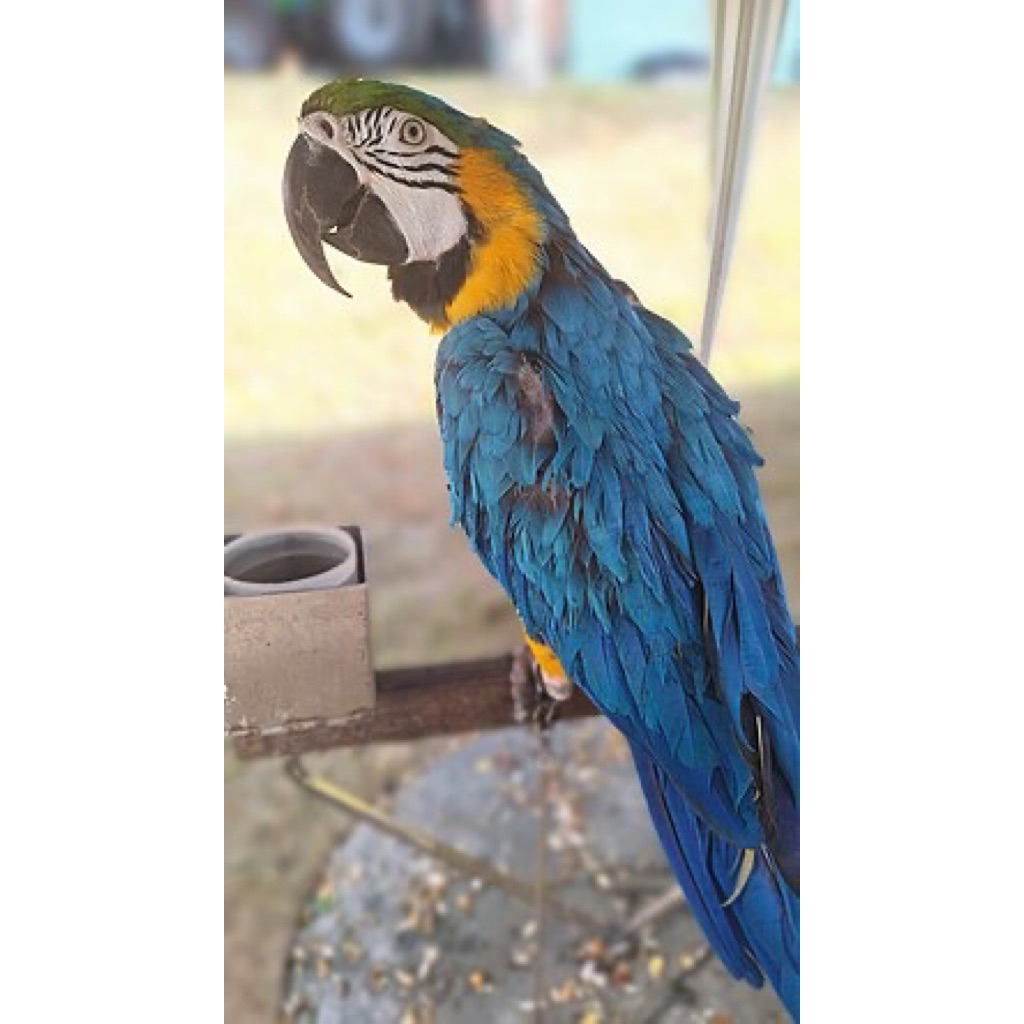 Burung Macaw Blue and Gold Telur Fertil Isi 2 Butir