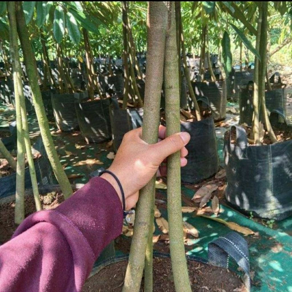 bibit durian oche/duri itam kaki 3 batang besar