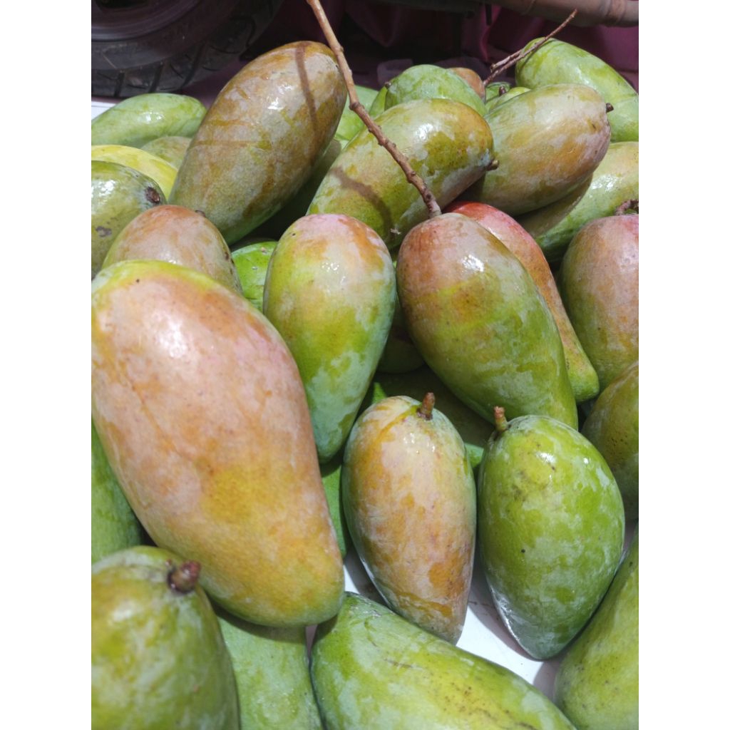 PROMO MANGGA RUJAK KIOJAY | MANGGA KRIUK | RUJAKAN MANGGA | MANGGA KIOJAY MUDA