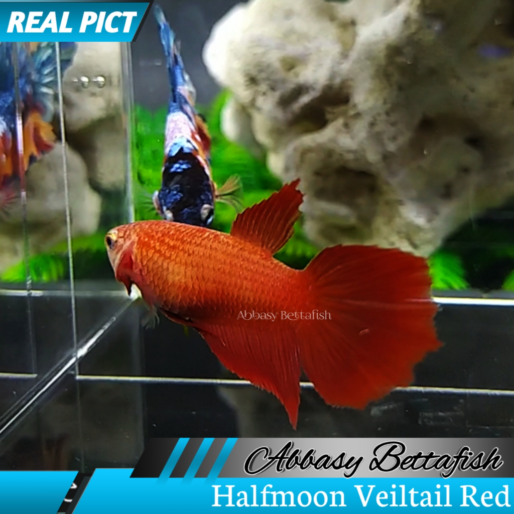 L Halfmoon Veiltail FeMale Betina Real Picture