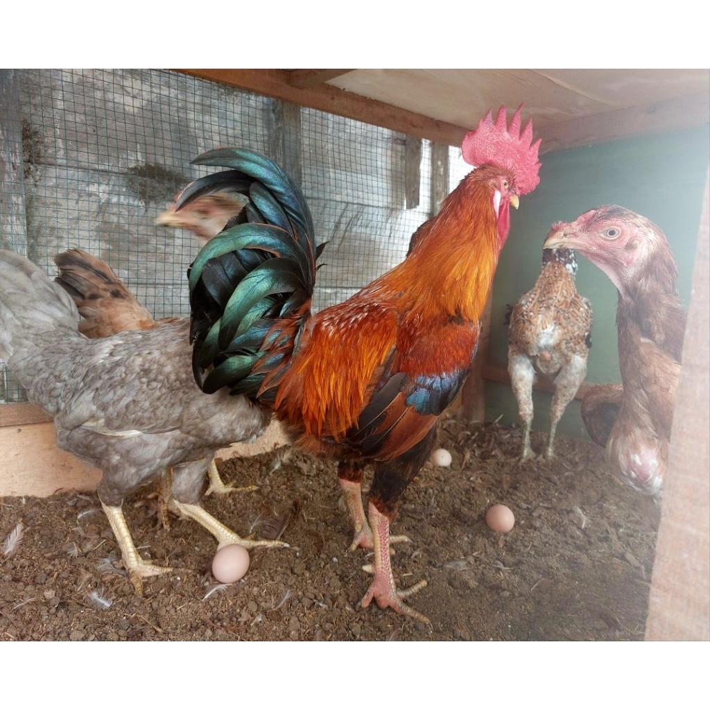 Telur Tetas Ayam KUB 2 Telur Ayam Kampung Unggul Balitbangtan