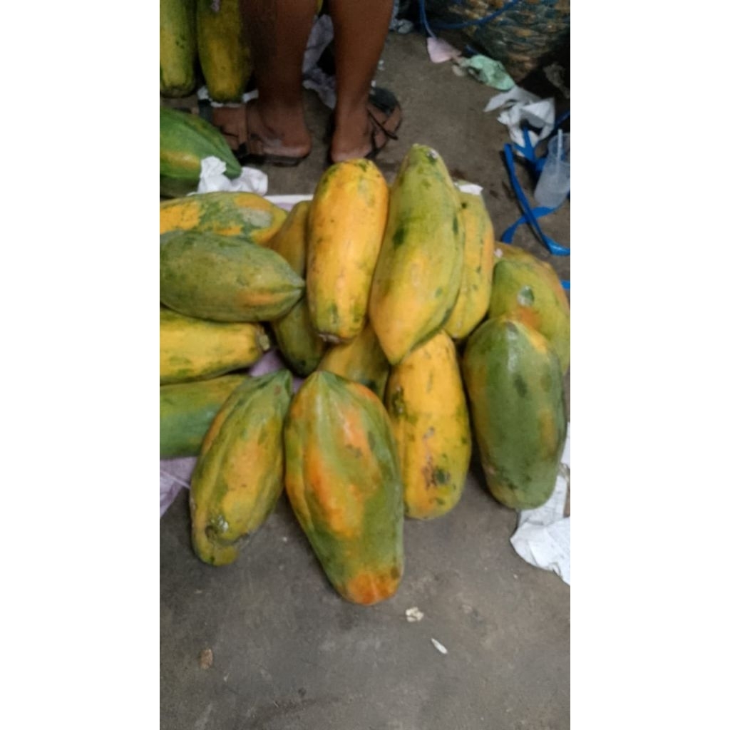 Buah Pepaya Bangkok super segar
