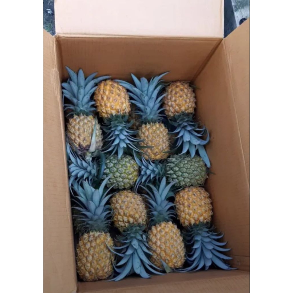 nanas madu belik pemalang grade SUPER